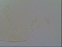 Echiniscus vinculus image