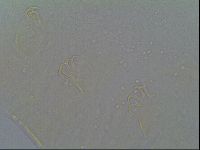 Echiniscus vinculus image