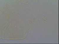 Echiniscus vinculus image