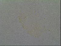 Echiniscus vinculus image