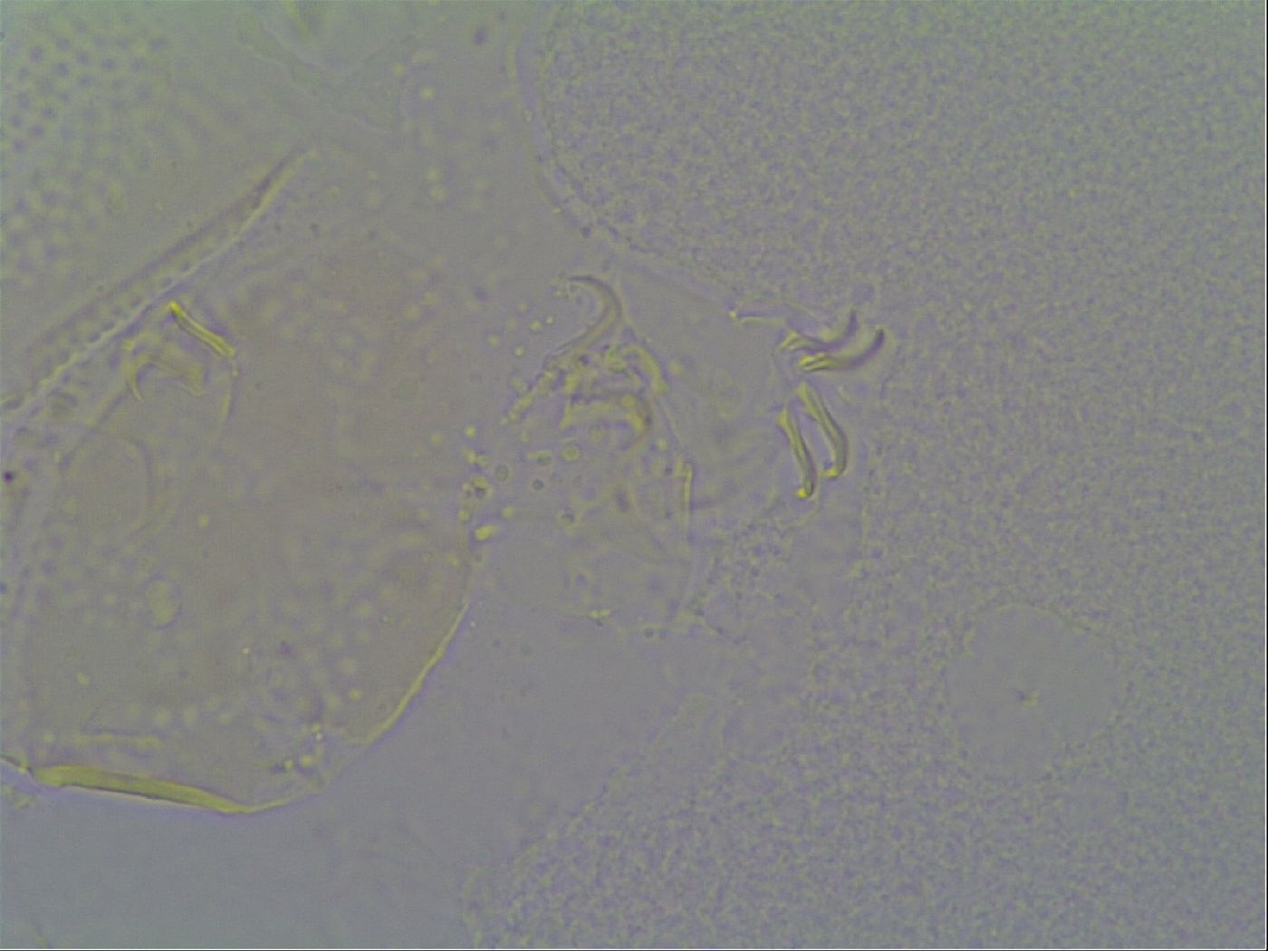 Echiniscus vinculus image