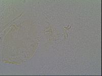 Echiniscus vinculus image
