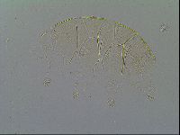 Echiniscus vinculus image