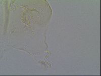 Echiniscus vinculus image