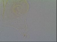 Echiniscus vinculus image