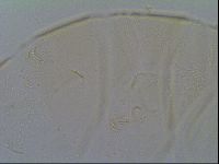Echiniscus vinculus image