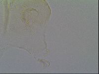 Echiniscus vinculus image