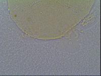 Echiniscus vinculus image