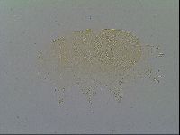 Echiniscus vinculus image