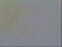 Echiniscus vinculus image