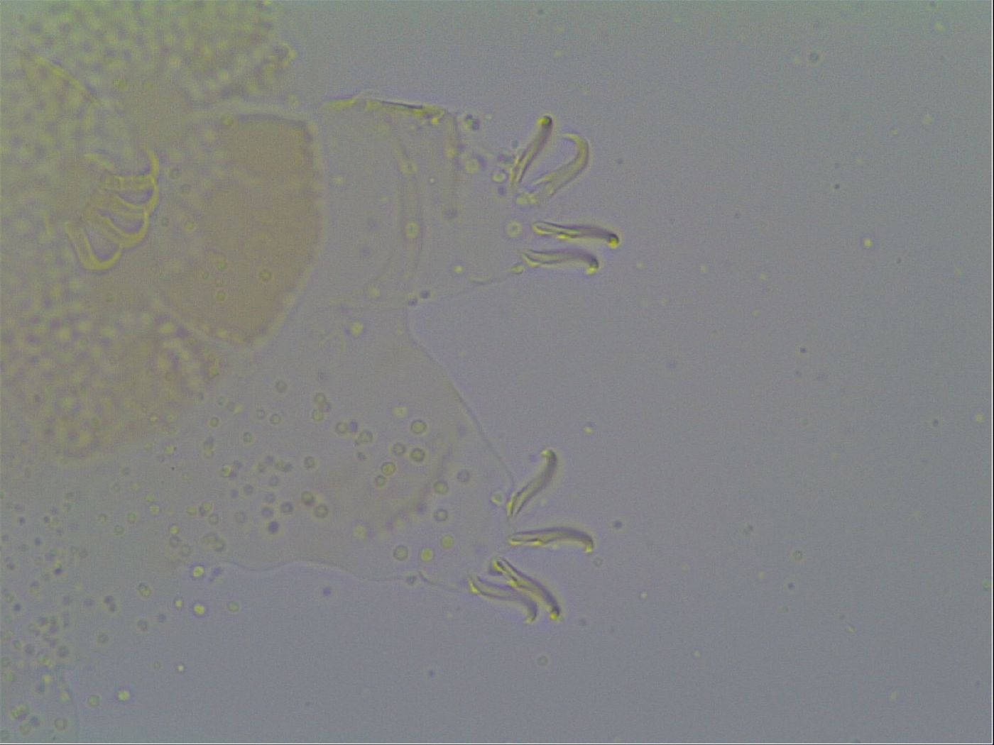 Echiniscus vinculus image