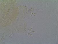 Echiniscus vinculus image