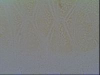 Echiniscus vinculus image