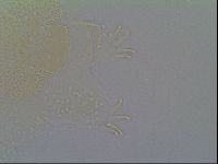 Echiniscus vinculus image