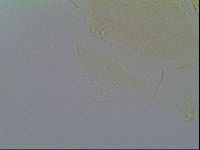 Echiniscus vinculus image