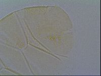 Echiniscus vinculus image
