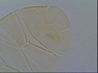 Echiniscus vinculus image