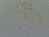 Echiniscus vinculus image