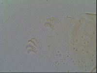 Echiniscus vinculus image