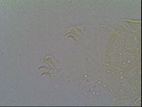 Echiniscus vinculus image