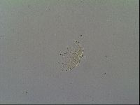Echiniscus vinculus image