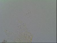 Echiniscus vinculus image