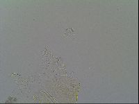Echiniscus vinculus image