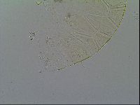 Echiniscus vinculus image