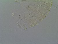 Echiniscus vinculus image
