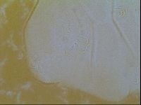 Echiniscus vinculus image