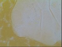 Echiniscus vinculus image