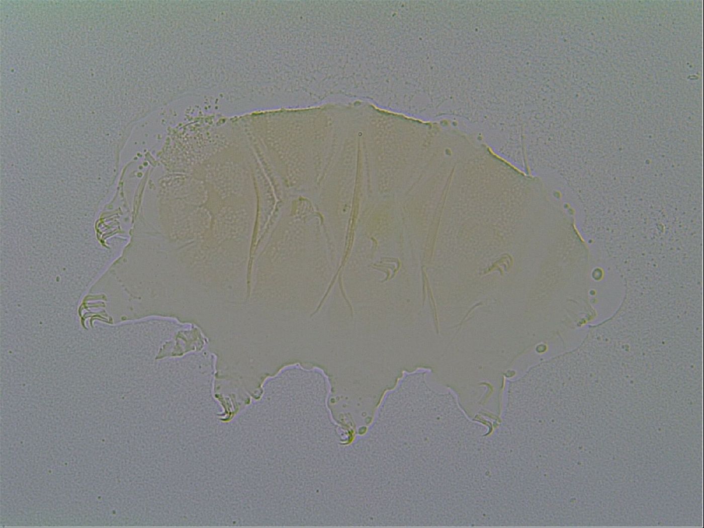 Echiniscus vinculus image