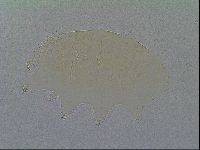 Echiniscus vinculus image