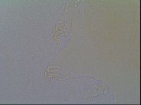Echiniscus vinculus image