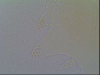 Echiniscus vinculus image