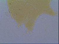 Echiniscus virginicus image