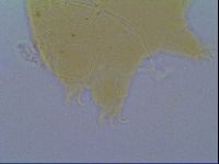 Echiniscus virginicus image