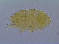Echiniscus virginicus image