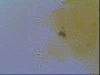 Echiniscus virginicus image