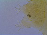 Echiniscus virginicus image