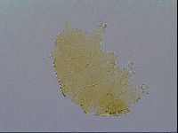 Echiniscus virginicus image