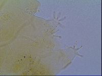 Echiniscus virginicus image