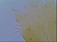 Echiniscus virginicus image