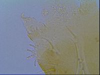Echiniscus virginicus image