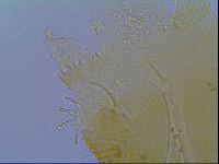 Echiniscus virginicus image