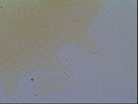 Echiniscus virginicus image