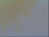 Echiniscus virginicus image