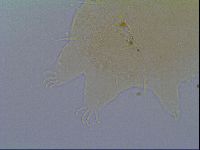 Echiniscus virginicus image