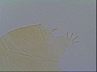 Echiniscus virginicus image