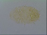 Echiniscus virginicus image